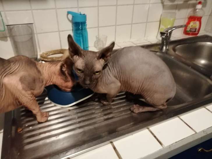 Chatte Sphynx Bambino A Vendre Petite Annonce Chat