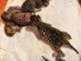 Chaton Toyger disponible à la reservation