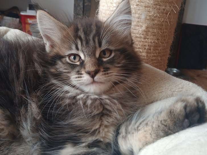 Chatons Maine Coon Loof A Vendre Petite Annonce Chat