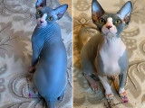 Magnifique mâle Sphynx bleu pour saillie