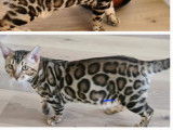 Formidable chatons Bengal Show Quality ! Top lignee