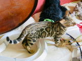 Formidable chatons Bengal Show Quality ! Top lignee