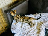 Formidable chatons Bengal Show Quality ! Top lignee