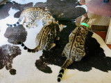 Formidable chatons Bengal Show Quality ! Top lignee
