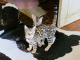 Formidable chatons Bengal Show Quality ! Top lignee