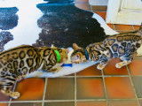 Formidable chatons Bengal Show Quality ! Top lignee