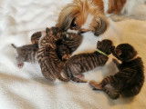 Chatons Toyger disponibles à la reservation