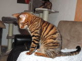 Chatons Toyger disponibles à la reservation