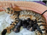 Chatons Toyger disponibles à la reservation