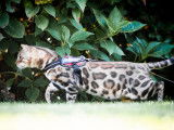 Chatons Bengal avec pedigree  née le  16/07/2021
