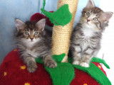 Chatons de race Norvégien à vendre (4 femelles & 2 mâles)