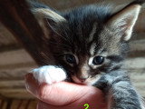 Chatons Main Coon polydactyles LOOF à vendre