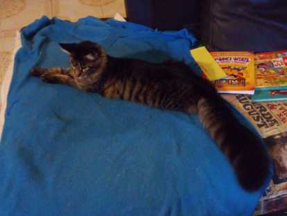 Chatons Main Coon polydactyles LOOF à vendre