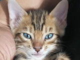 3 chatons Bengal LOOF à réserver