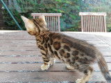 3 chatons Bengal LOOF à réserver