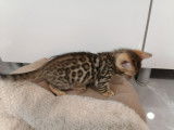 3 chatons Bengal LOOF à réserver