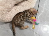 3 chatons Bengal LOOF à réserver