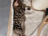 3 chatons Bengal LOOF à réserver