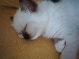 Chaton Sacr&eacute; de Birmanie LOOG &agrave; vendre