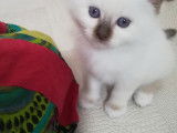 Chaton Sacr&eacute; de Birmanie LOOG &agrave; vendre