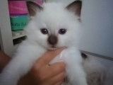 Chaton Sacr&eacute; de Birmanie LOOG &agrave; vendre