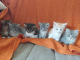 Chatons de type Maine Coon à vendre (1 femelle & 5 mâles)