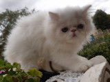 Persan mâle blanc LOOF (porteur yeux bleus/impaire particolore) à vendre