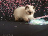 Chaton Exotic Shorthair colourpoint LOOF à vendre