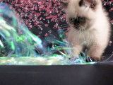 Chaton Exotic Shorthair colourpoint LOOF à vendre