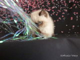 Chaton Exotic Shorthair colourpoint LOOF à vendre