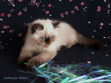 Chaton Exotic Shorthair colourpoint LOOF à vendre