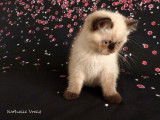 Chaton Exotic Shorthair colourpoint LOOF à vendre