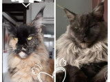 Magnifiques bb Maine Coon black  LOOF