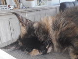 Magnifiques bb Maine Coon black  LOOF