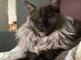 Magnifiques bb Maine Coon black  LOOF