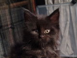 Magnifiques bb Maine Coon black  LOOF