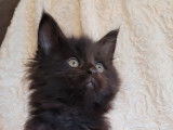 Magnifiques bb Maine Coon black  LOOF