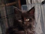 Magnifiques bb Maine Coon black  LOOF