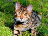 Chatons de race Bengal à vendre (1 femelle & 2 mâles)