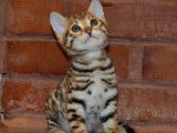 Chatons de race Bengal à vendre (1 femelle & 2 mâles)