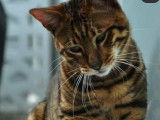 Splendide Toyger m&acirc;le &agrave; vendre