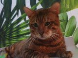 Splendide Toyger m&acirc;le &agrave; vendre