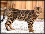 Chatons Bengal LOOF de grande lignée à réserver