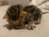 Chatons Bengal LOOF de grande lignée à réserver