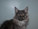 Chaton Maine Coon femelle LOOF à vendre