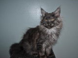Chaton Maine Coon femelle LOOF à vendre