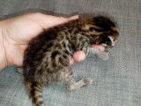 Chatons Savannah F6 LOOF à réserver