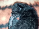Chatons Savannah F6 LOOF à réserver