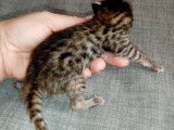 Chatons Savannah F6 LOOF à réserver