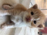Chatons Highland Straight LOOF à réserver